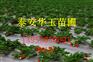 红颜草莓苗 草莓苗基地 草莓苗批发 草莓苗价格