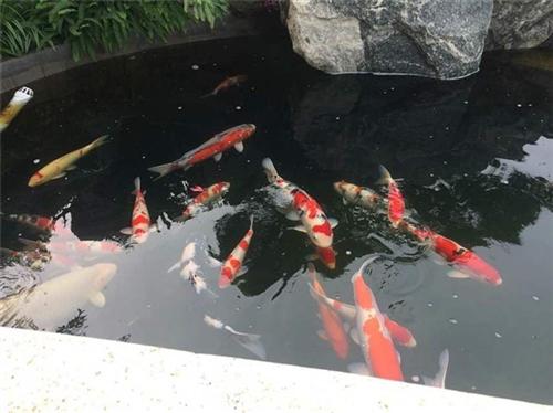 景观水池设计_贵州水池设计_金碧林(多图  园林水池设计  室内假山水池设计