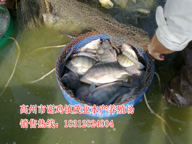 容县杂交罗非鱼苗批价格【茂业水产】  厂家价格