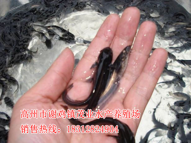 珠海大口鲶鱼苗厂家【茂业水产】  厂家价格