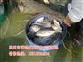 容县杂交罗非鱼苗批价格【茂业水产】