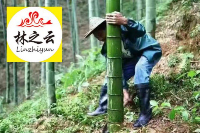 醉罗汉竹酒厂家  厂家价格