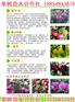 江苏苏州新疆早黄无花果苗新品种