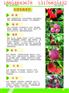 江苏邳州实生石榴苗批发