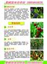山东永莲蜜桃8号桃苗基地