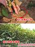 山东聊城大青皮无花果苗图片