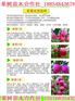 晚熟樱桃苗最新高产品种 河南省汝州市晚熟樱桃苗