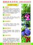 黄金密三号毛桃苗怎么买