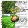 中油6号桃苗合作社 安徽合肥中油6号桃苗