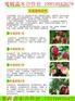 金秋红密桃苗种植方法