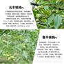 黄色樱桃苗哪里的品种纯 江苏句容市黄色樱桃苗