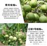 中油10号桃苗多少钱一棵 四川阿坝州中油10号桃苗