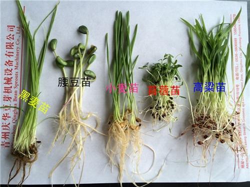 全自动芽苗菜生产设备、普安兴义罗甸青州庆&nbsp;&nbsp;活体芽苗菜销售价&nbsp;&nbsp;武汉爽舌尖芽苗菜