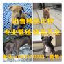 柳州德系杜宾幼犬多少钱一只