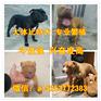 贺州德系杜宾幼犬多少钱一只