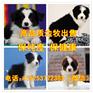 广西卖德国牧羊犬的地方在哪了