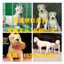 西藏纯种黑狼幼犬价格