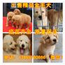 喀什萨摩耶犬出售价格