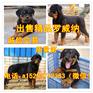 贵港卖德国牧羊犬的地方在哪了