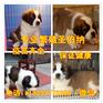 林芝萨摩耶犬出售价格