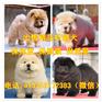 来宾卖德国牧羊犬的地方在哪了