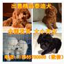 呼和浩特德系杜宾幼犬多少钱一只
