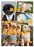 图木舒克德系杜宾幼犬多少钱一只