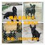 玉树纯种黑狼幼犬价格