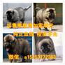 满洲里纯种黑狼幼犬价格