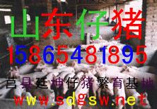 邹平县猪苗怎么养互利互惠