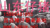 德州肥猪价格诚信合作