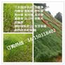 贵州三水园林专业供应对得起人民的名义草种花种