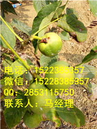 平顶山核桃苗挂果园，平顶山核桃苗质量好  核桃苗苗圃