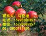 新乡早实石榴苗，新乡石榴苗产量高