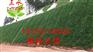 植被护坡复绿云南哪里有施工队伍高速边坡绿化花草种