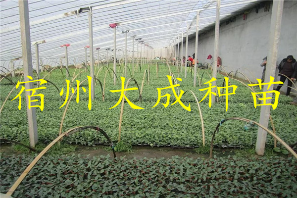 大成种苗简述大棚西瓜的管理  西瓜苗  西瓜嫁接苗  嫁接西瓜苗