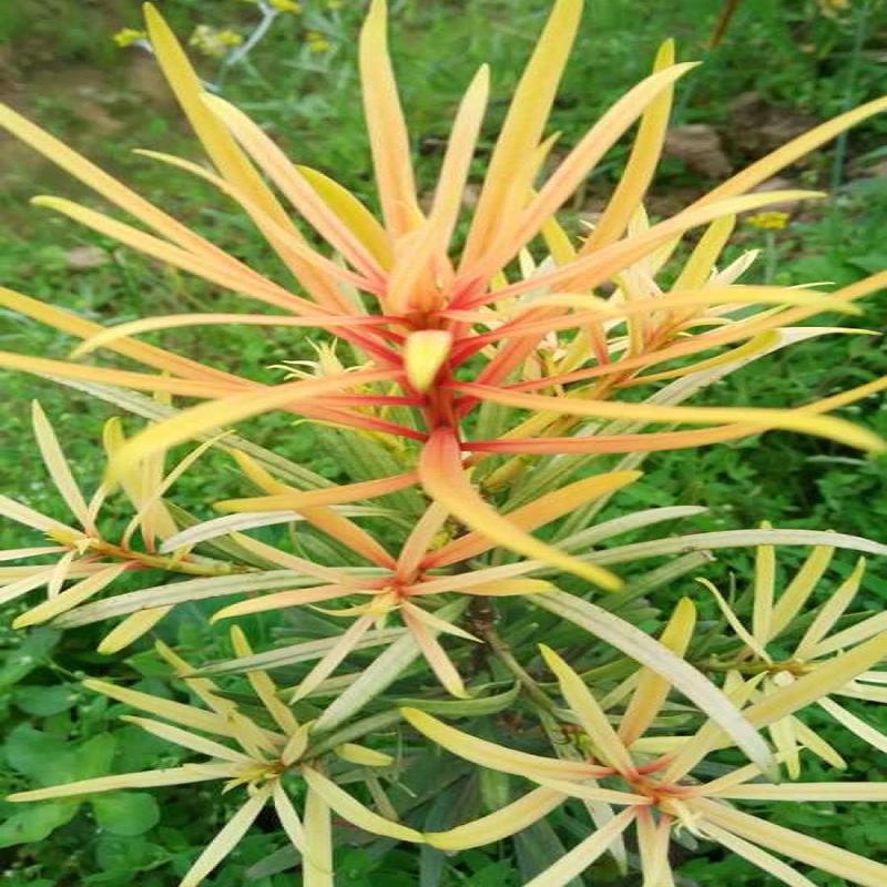 扦插红叶海岛罗汉松批发-正宗红叶海岛罗汉  江西红叶海岛罗汉