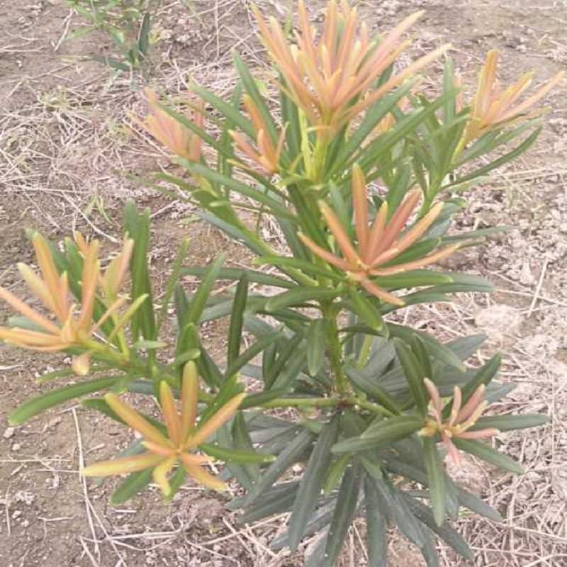 扦插红叶海岛罗汉松价格_最新红叶海岛罗汉  正宗红叶海岛罗汉  江西红叶海岛罗汉