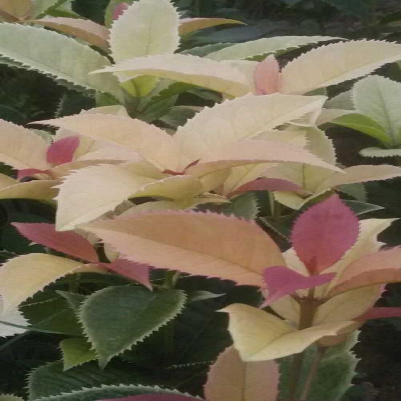新品种五色彩叶桂花生产厂家/新品种五色彩  赣州五色彩叶桂花  五色彩叶桂花小苗  正宗五色彩叶桂花