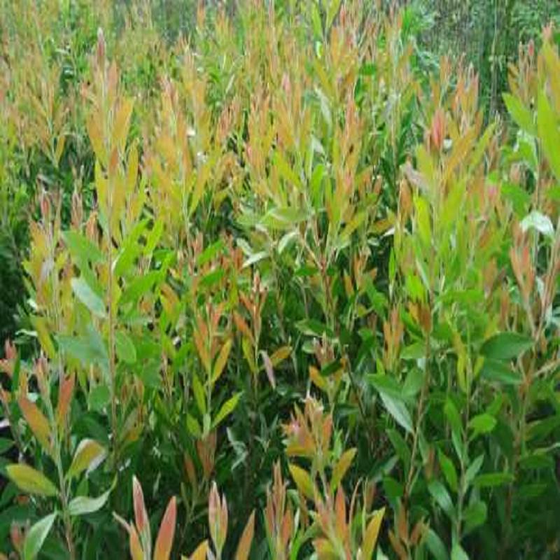 耐盐碱红千层批发价格/四季耐寒红千层批发  耐寒红千层批发价  最新耐寒红千层  耐盐碱红千层哪家