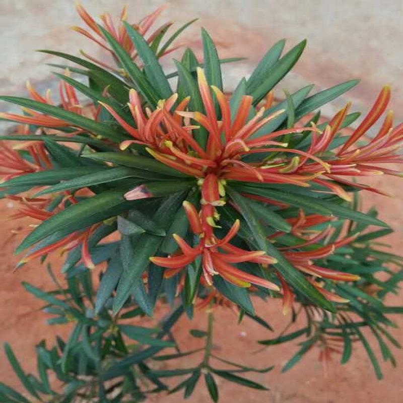 红叶罗汉松批发价格 罗汉松批发价格 红叶  海岛罗汉松批发价  彩叶罗汉松批发价  海岛罗汉松小苗批