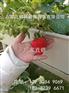 石家庄科环草莓栽培槽 草莓立体栽培架图纸