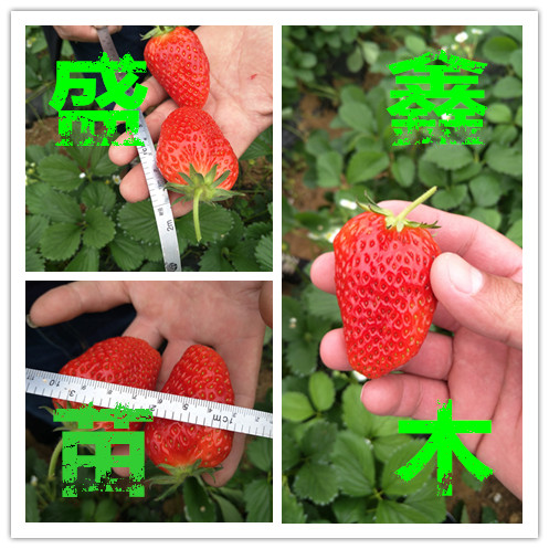 醉飞草莓苗专业合作社