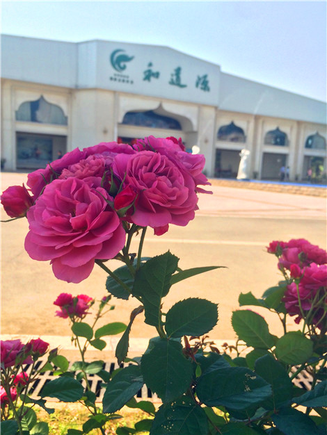和道源玫瑰园与您甜蜜相约