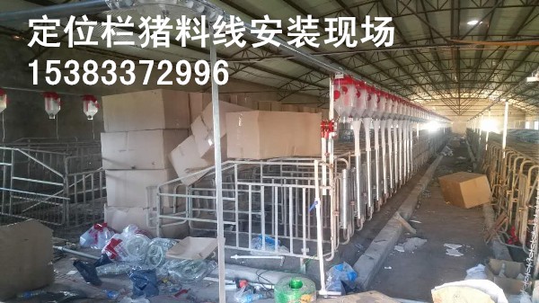 自动化养猪设备母猪产床生产厂家电话  养猪设备产床  自动化母猪产床  产床厂家