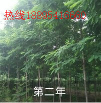 泓森槐&nbsp;&nbsp;绿化&nbsp;&nbsp;林业