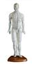 人体针灸模型（男性）46CM
