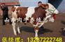 山东省正规肉牛养殖场出售纯种黄牛犊 种牛犊价格优惠