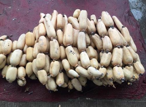 鄂莲10号供应_鄂莲10号_湖北藕苗供应 鄂莲10号批发 鄂莲10号求购