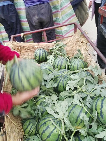 山东西瓜批发价格，今日西瓜收购最新行情  山东京欣西瓜批发价格  山东西瓜产地行情  哪里西瓜批发便宜